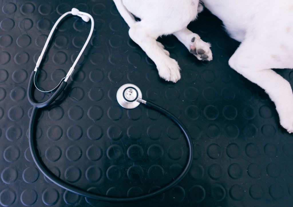 Veterinary sector staff shortages and skilled worker sponsorship