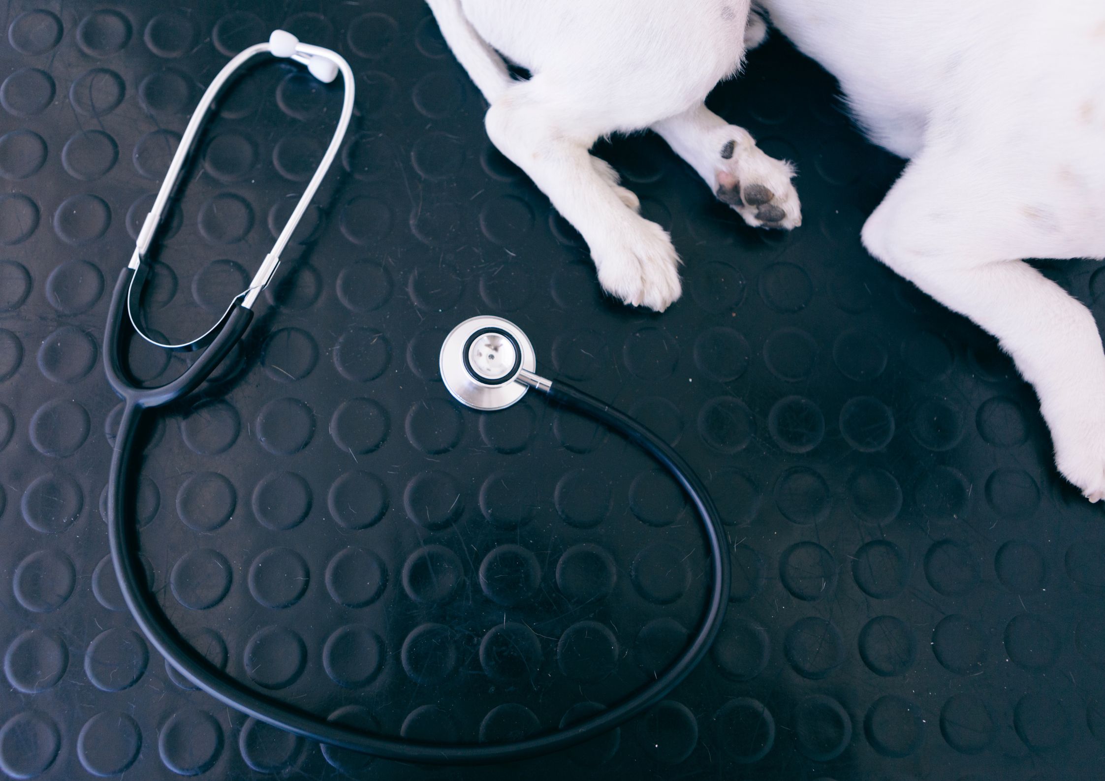 Veterinary sector staff shortages and skilled worker sponsorship